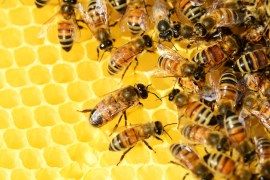 abejas que usan estiércol para defenderse